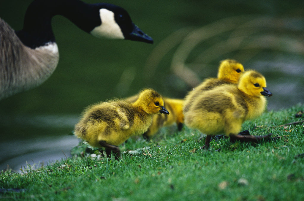 Detail of Canada Goose with Chicks by Corbis