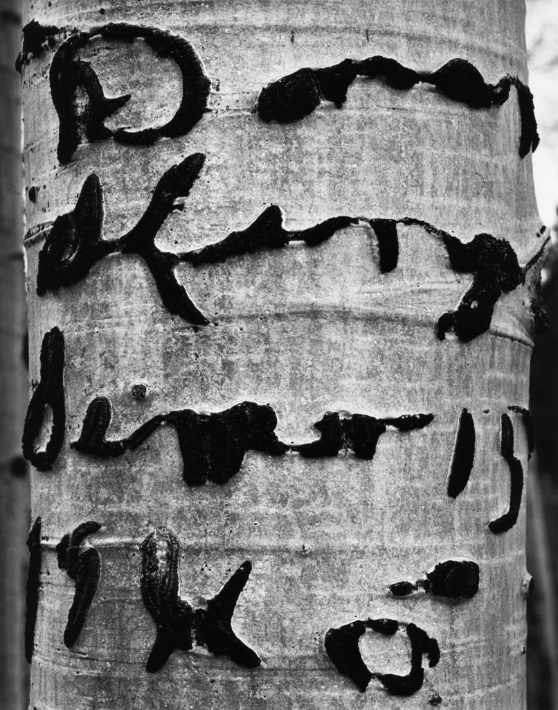 Detail of Tree Bark Graffiti by Corbis