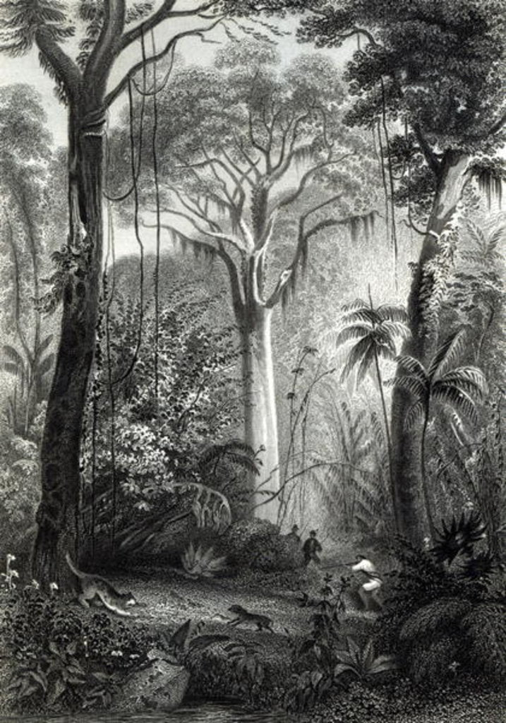 Detail of Scene in a Brazilian Forest engraved by J.Bishop by Henry George (after) Hine