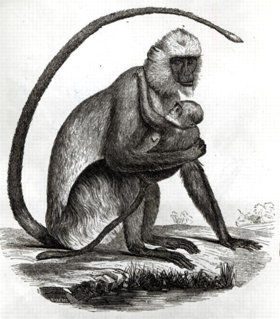 Detail of Brazilian Monkey by French School