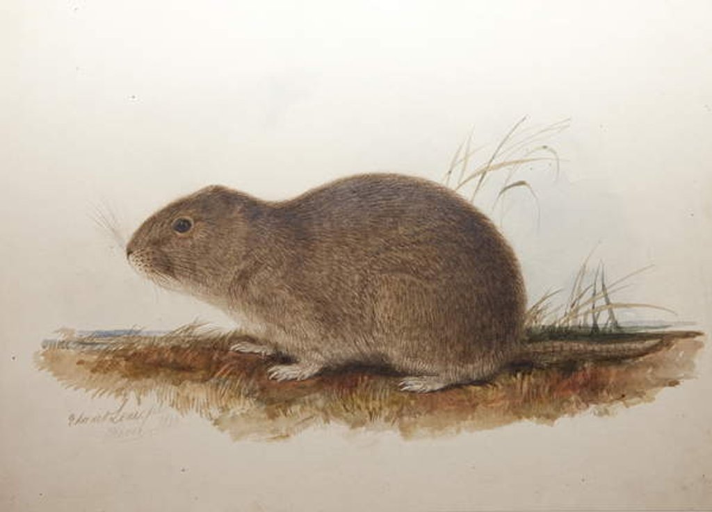 Detail of Ctenomys magellanicus, 1836 by Edward Lear