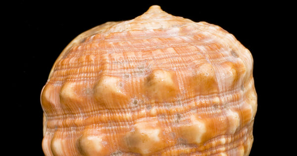 The Linnean Society of London: Shells