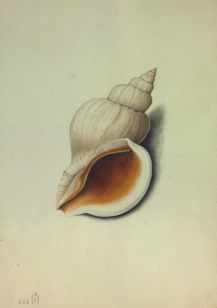 Detail of Sea Shell by George Gibsone