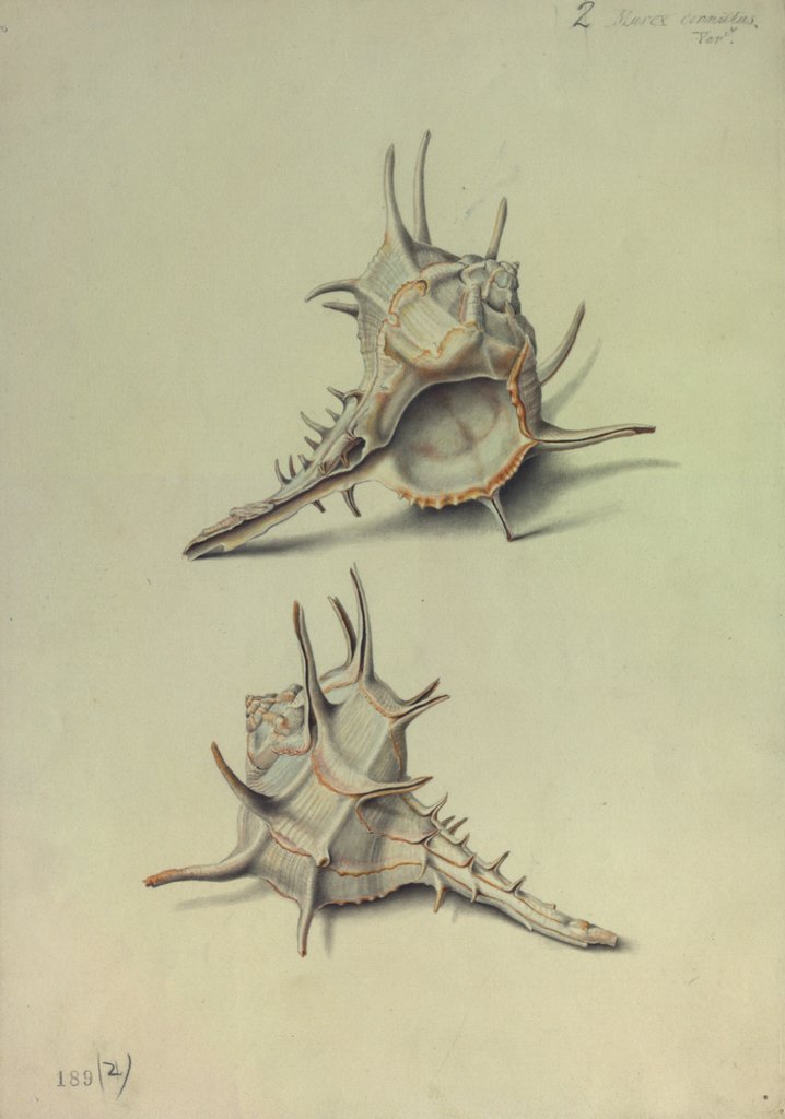 Detail of Sea Shell by George Gibsone