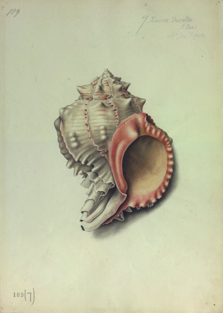 Detail of Sea Shell by George Gibsone