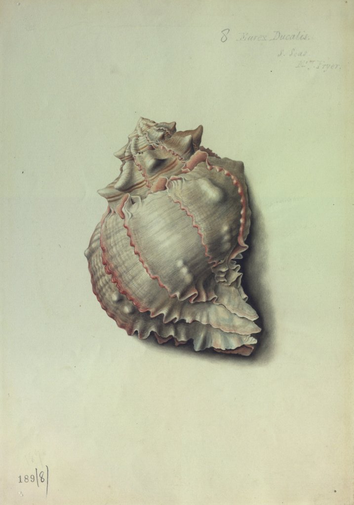 Detail of Sea Shell by George Gibsone
