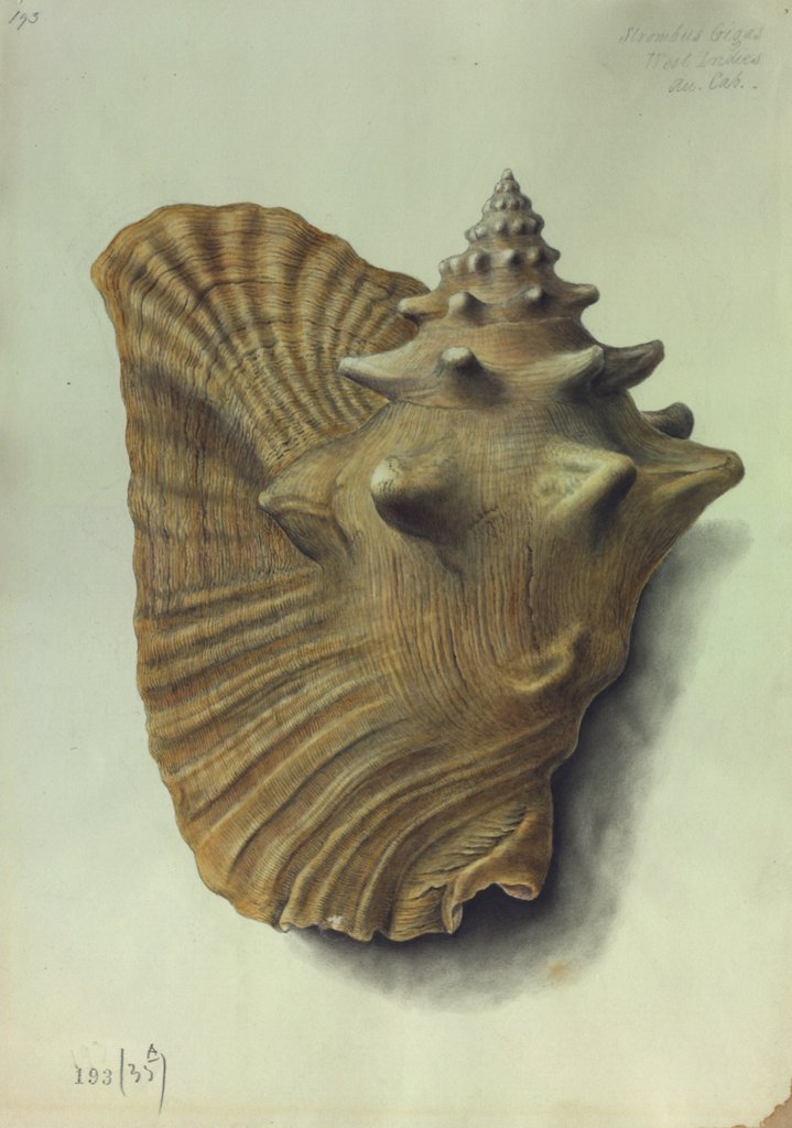 Detail of Sea Shell by George Gibsone