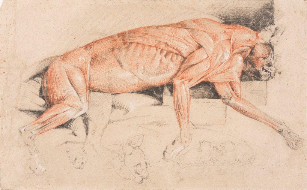 Detail of Ecorche drawing of a wild cat by Edwin Landseer