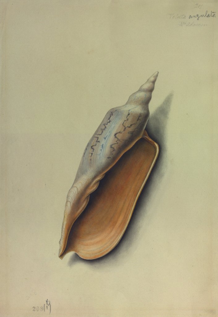 Detail of Sea Shell by George Gibsone