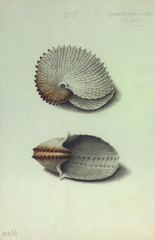 Detail of Sea Shell by George Gibsone