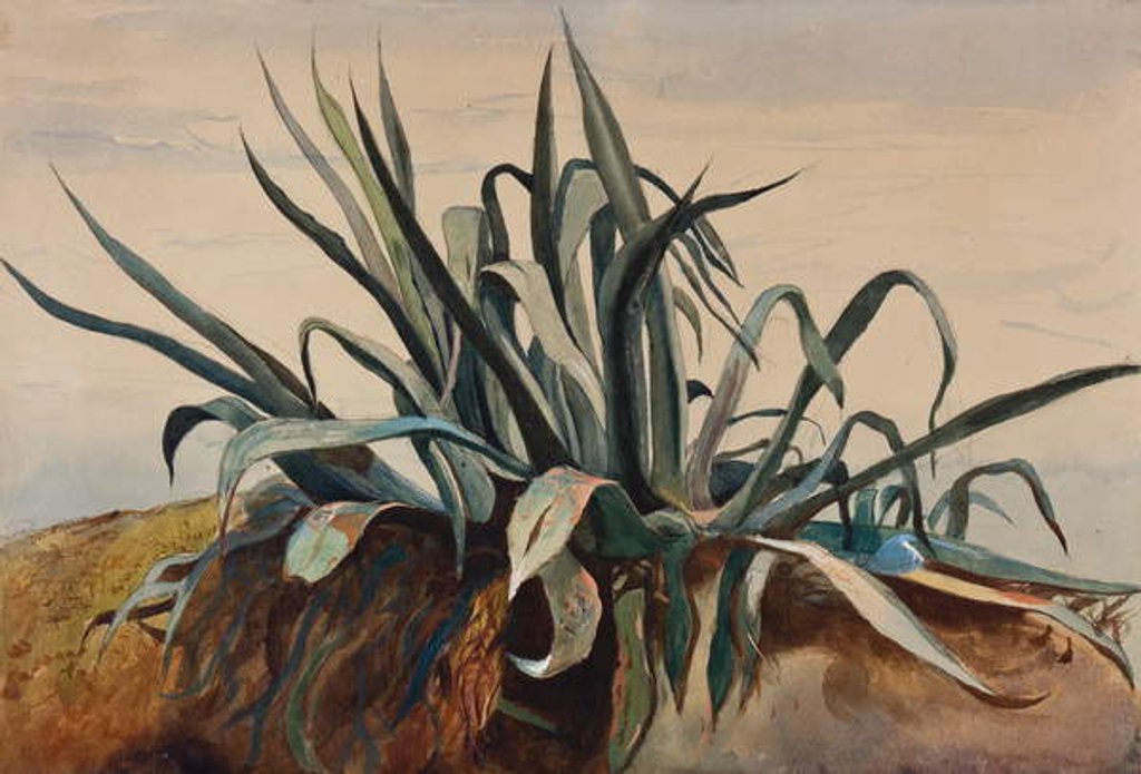 Detail of Study of an agave, with additions by a Borbone pupil by Giacinto Gigante