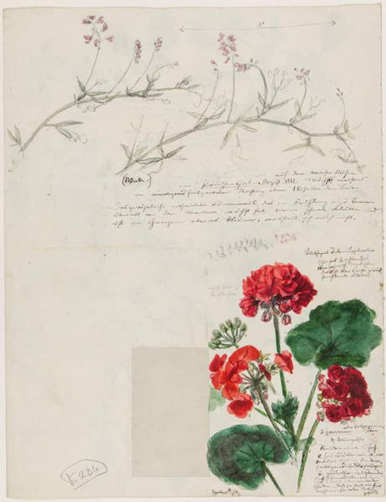 Detail of Studies of plants and figures made in Rome and Pankow, Berlin, 1868 by German School
