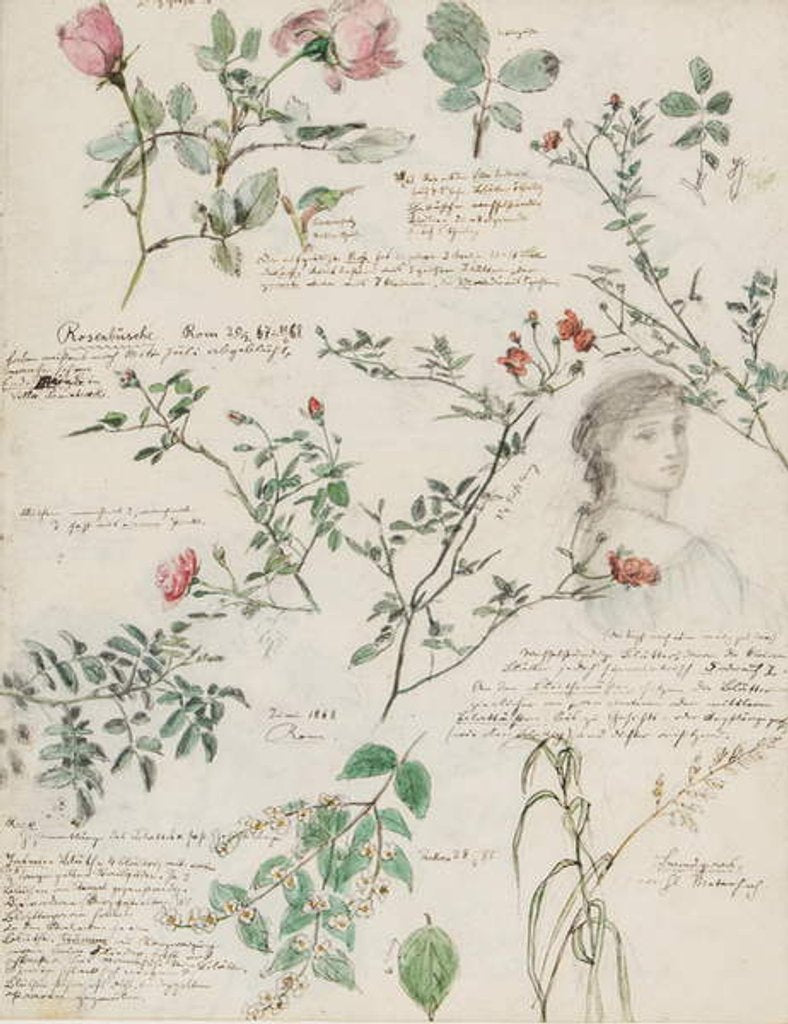 Detail of Studies of plants and figures made in Rome and Pankow, Berlin, 1868 by German School