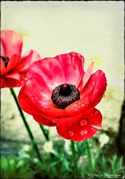 Detail of Red Anemone, 2013 by AlyZen Moonshadow