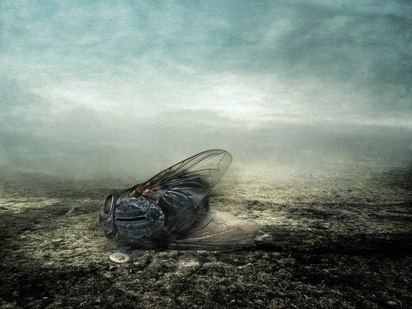 Detail of Fly, 2013 by Johan Lilja