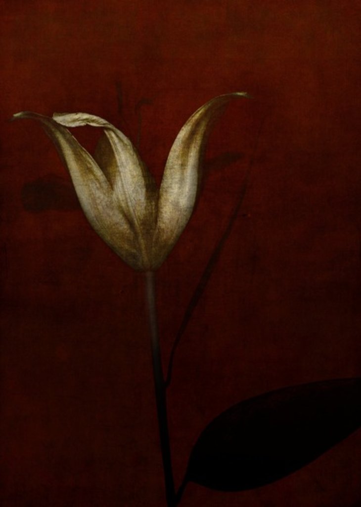 Detail of Lily, 2015 by Johan Lilja