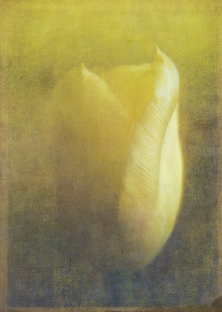 Detail of Tulip, 2015 by Johan Lilja
