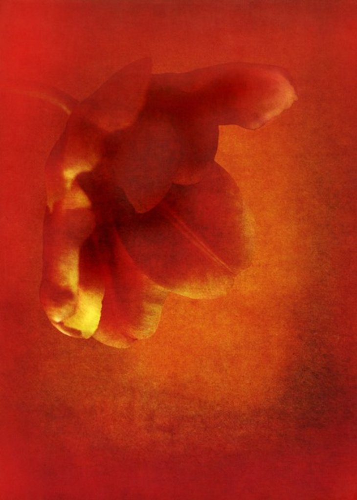 Detail of Flower in red, 2016 digital photo art) by Johan Lilja