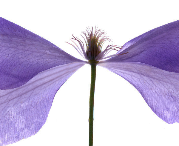 Detail of Clematis Float, 2009 by Julia McLemore