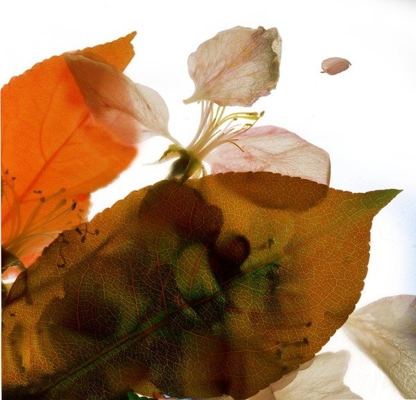 Detail of Crabapple Rose I, 2014 by Julia McLemore