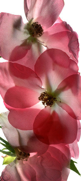 Detail of Alice Rose Trio, 2014 by Julia McLemore