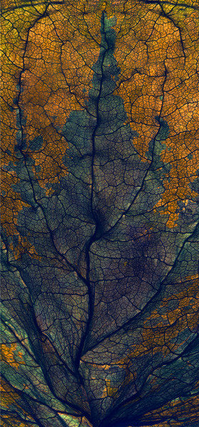 Detail of Coleus Window, 2008 by Julia McLemore