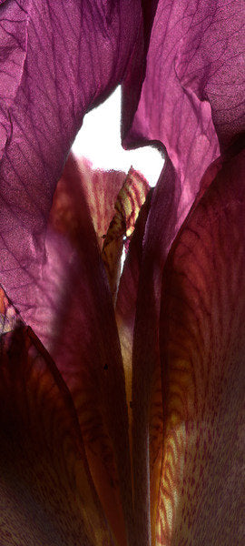 Detail of Iris Shrine Purple, 2011 by Julia McLemore