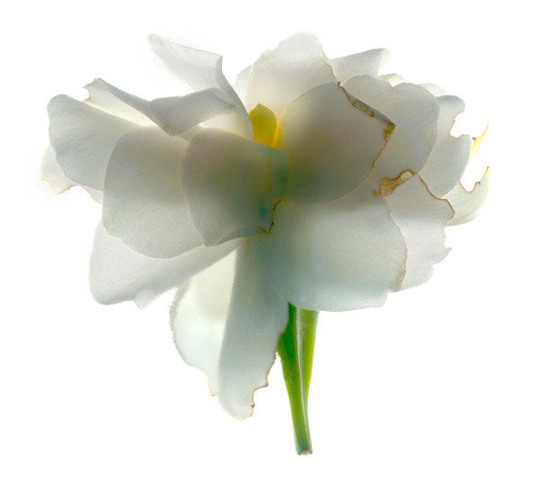 Detail of Gardenia Float, 2011 by Julia McLemore