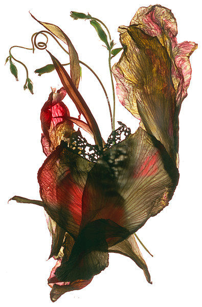 Detail of Morning Glory Canna Heart, 2012 by Julia McLemore