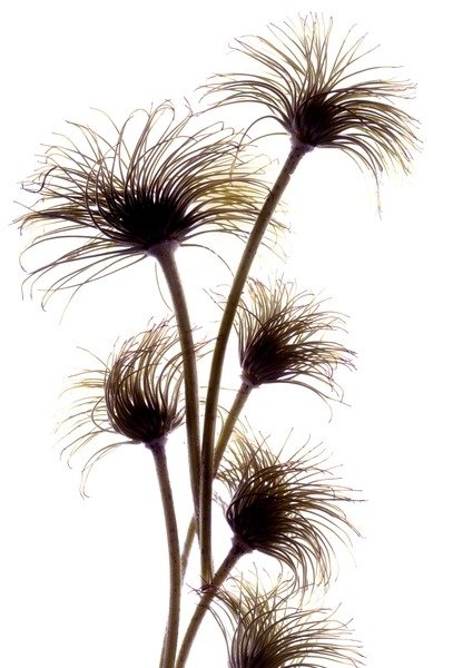Detail of Clematis Buds, 2010 by Julia McLemore
