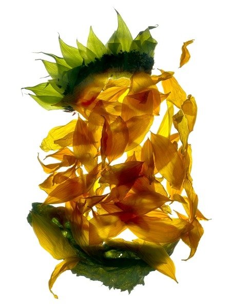 Detail of Chiquita Sunflower, 2013 by Julia McLemore