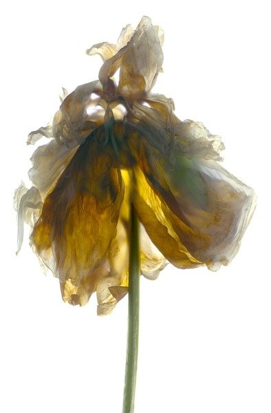 Detail of Peony Stand White, 2012 by Julia McLemore