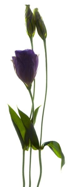 Detail of Lisianthus Duo, 2012 by Julia McLemore