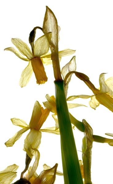 Detail of Daffodil Stand, 2012 by Julia McLemore