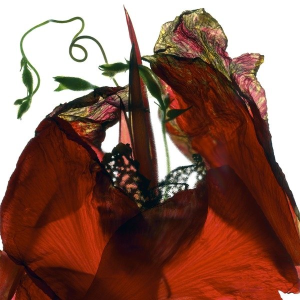 Detail of Morning Glory Canna Red, 2009 by Julia McLemore