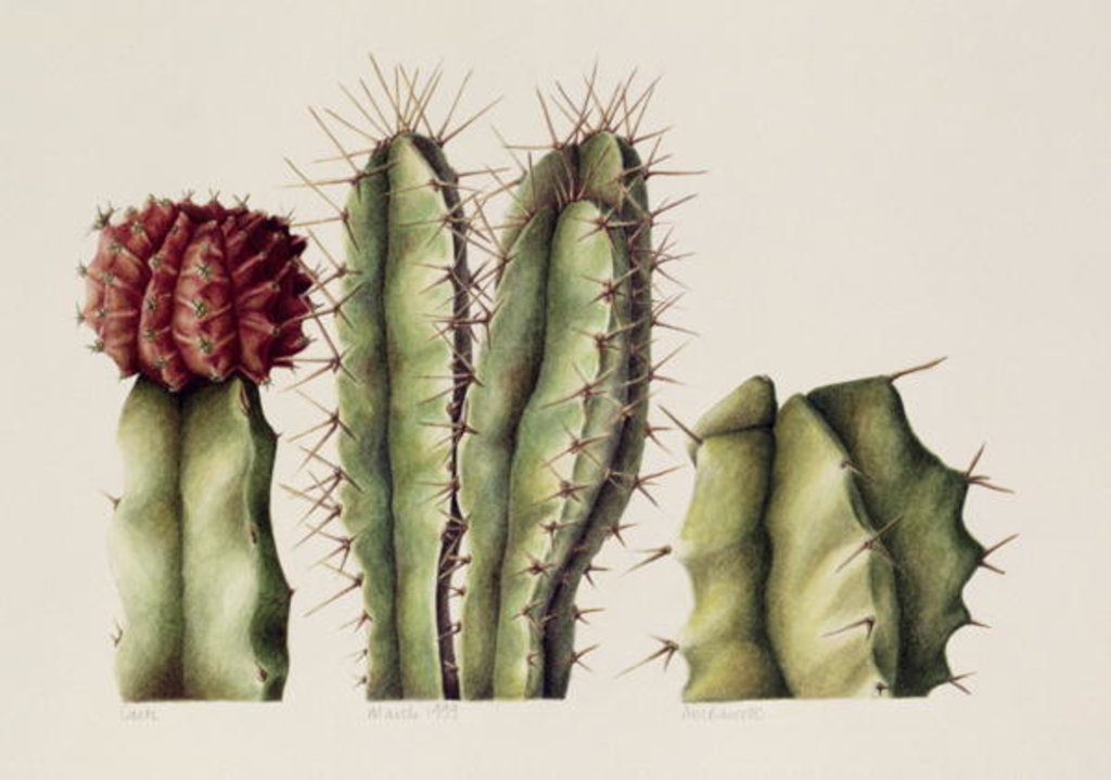 Detail of Cacti, 1999 by Annabel Barrett