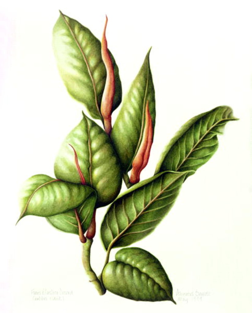 Detail of Rubber Plant, 1999 by Annabel Barrett