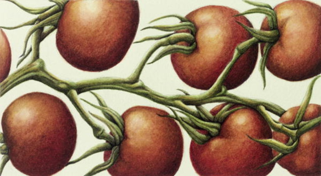 Detail of Tomato Vine, 1999 by Annabel Barrett