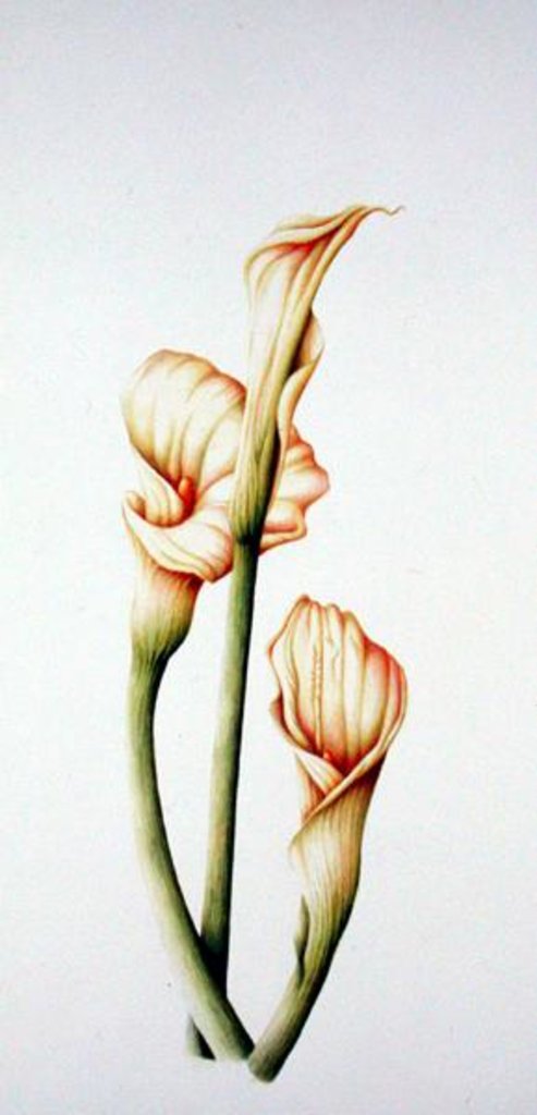 Detail of Arum Lily, 2001 by Annabel Barrett
