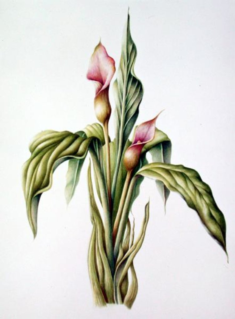 Detail of Carla Lily, 2000 by Annabel Barrett