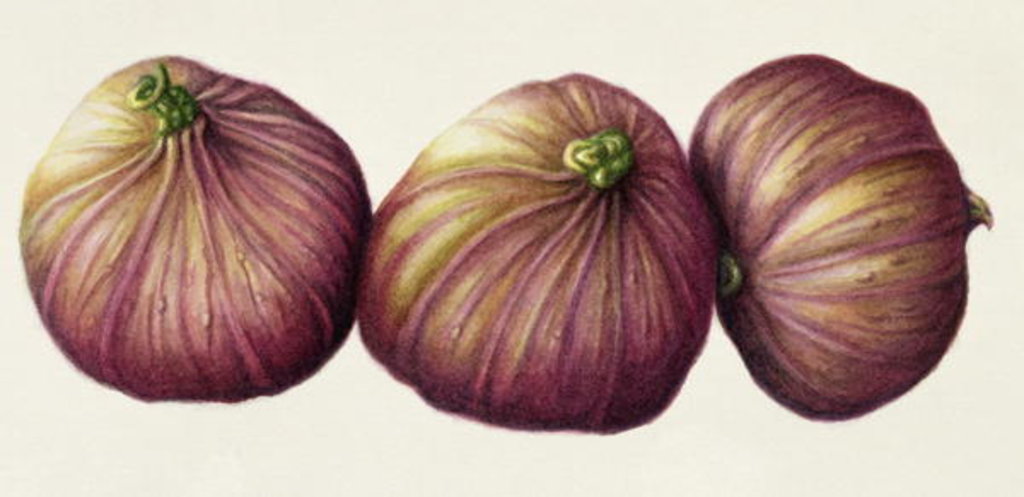 Detail of Figs, 2001 by Annabel Barrett