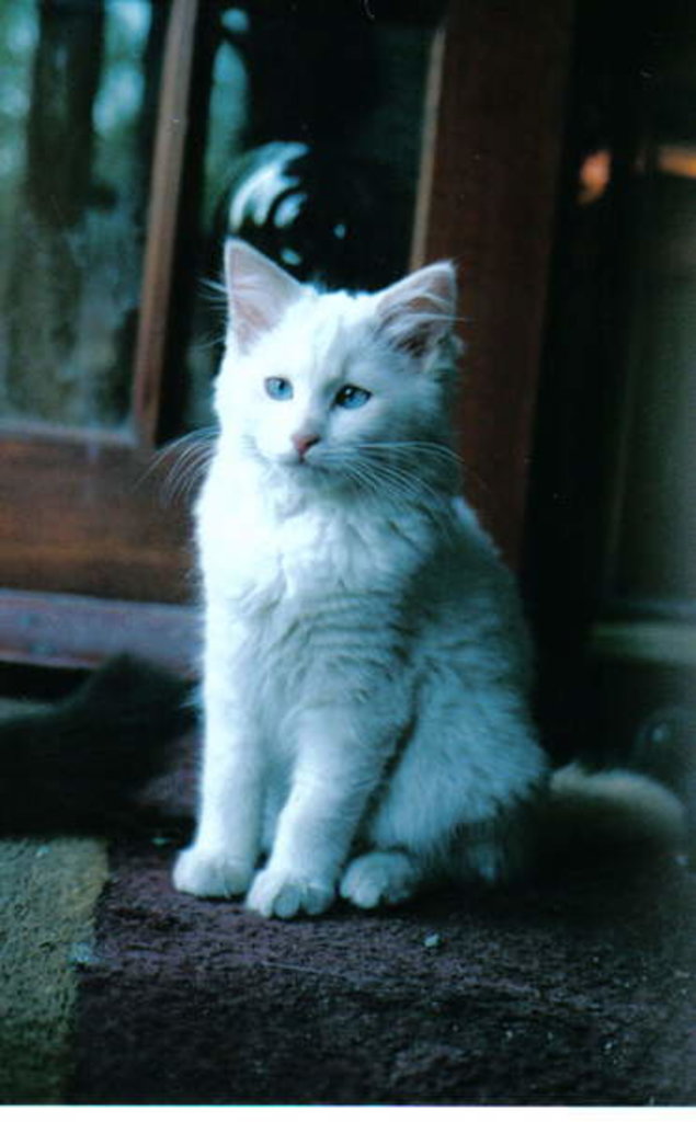 Detail of Ice kitten, 2006 by Vincent Alexander Booth