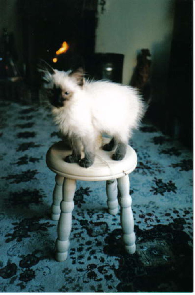 Detail of Ice kitten's sister, 2006 by Vincent Alexander Booth