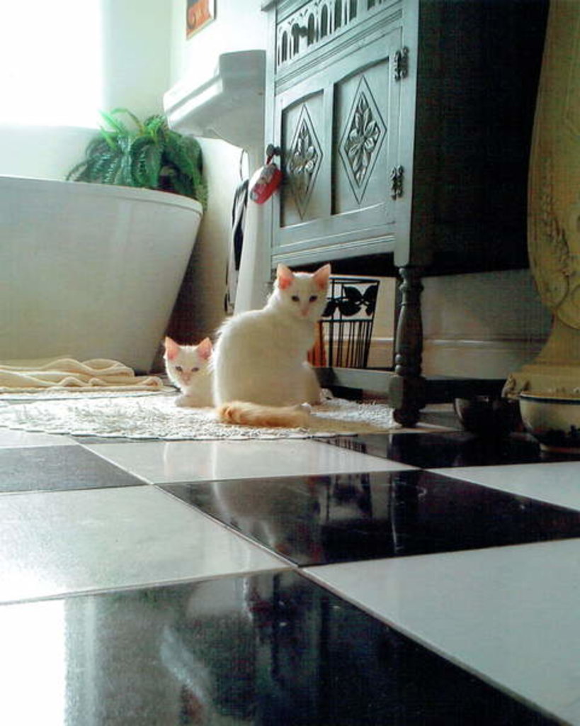 Detail of Puddy cats, 2017 by Vincent Alexander Booth