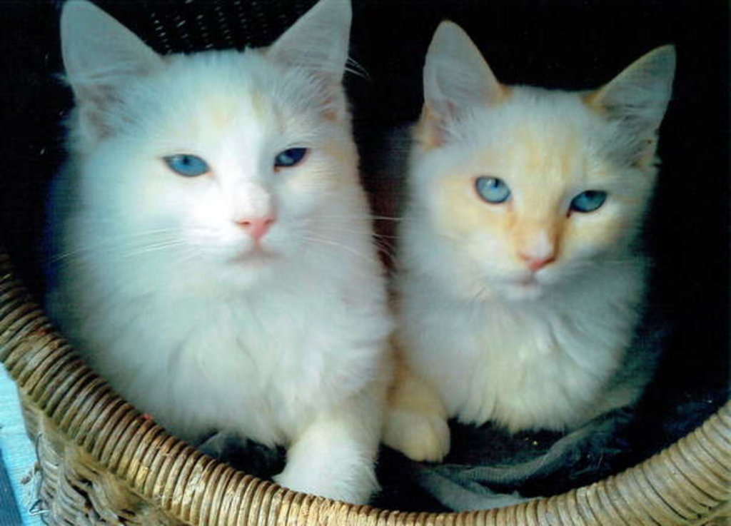 Detail of Who did it ?, 2017 by Vincent Alexander Booth