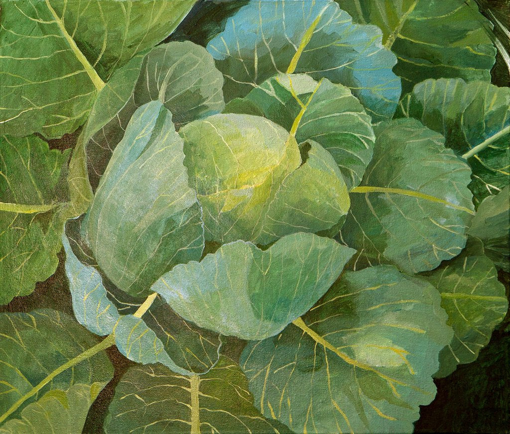 Detail of Cabbage, 2014 by Jennifer Abbott