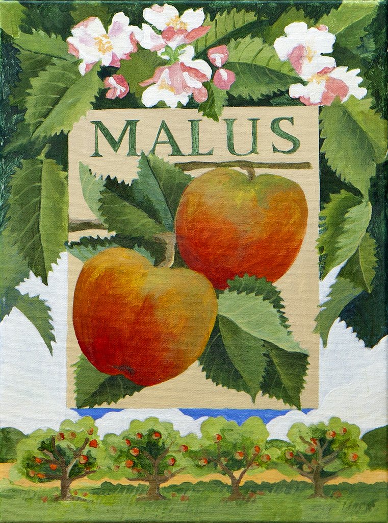 Detail of Malus, 2014 by Jennifer Abbott