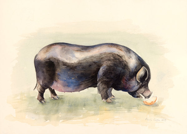 Detail of Italian Black Pig , 2014 by Alison Cooper