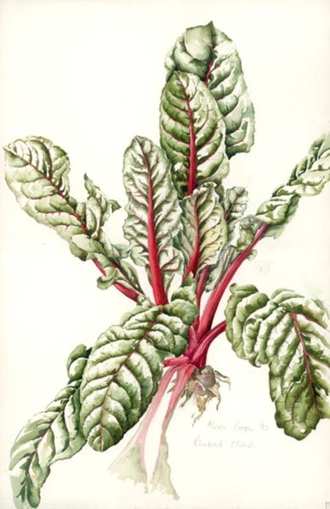 Detail of Rhubarb Chard, 1992 by Alison Cooper