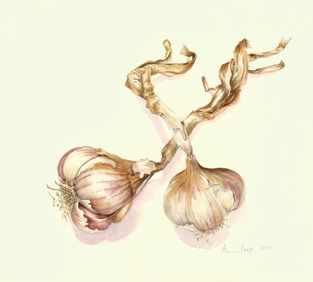 Detail of Garlic bulbs, 2005 by Alison Cooper